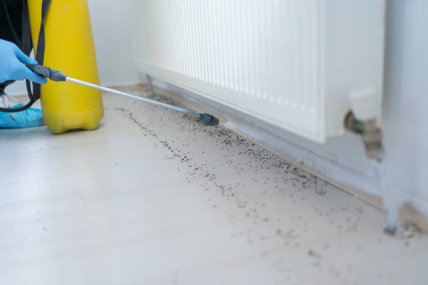 Best Flea Control Services  in Burr Ridge, IL